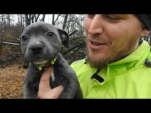 8 week old Blue Staff Puppy - First Time Outside! [Engstaff]
