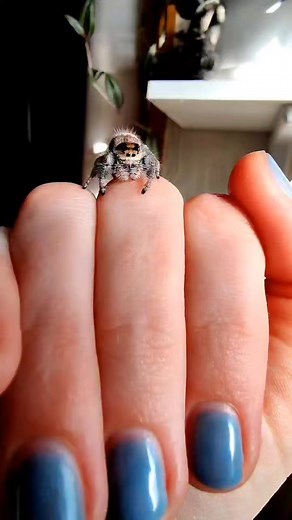 How to Train and Handle Jumping Spiders: Tips and Tricks