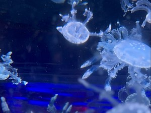 《Ditto》与水母的适配度拉满