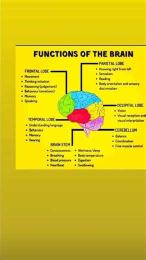 # brain structure and function 🧠