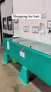 9.8K views · 79 reactions | Fishing with live bait is arguably the most effective method for catching fish! If you’re struggling to catch fish using artificial lures, give live bait a try. #livebaitfishing #bait #baitshop #firstcatch | Take Me Fishing | Facebook