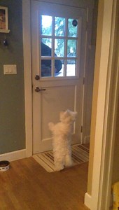 Oh how Piper loves her Papa! | The Piper Chronicles