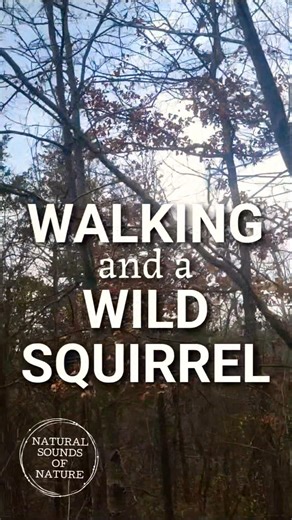 WALKING and a WILD SQUIRREL 🐿