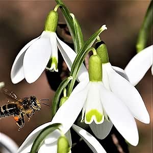 Galanthus Snowdrop 'Sam Arnott' - 5 Bulbs | Ships from Easy to Grow TM