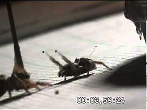 Jumping Spider Mating Dance