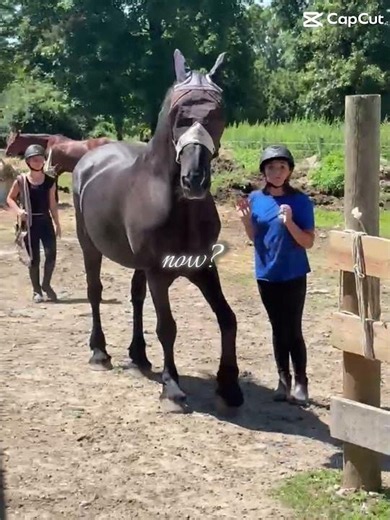 #horse #butifyoucloseyoureyes #equestrian