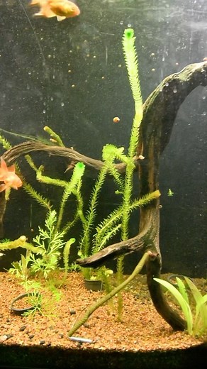 2.6K views · 60 reactions | Amigos el día de hoy les mostraremos paso a paso como armar un free rig. ¿Ya lo has utilizado? Visitanos en: Av. De Las Américas 120 Colonia Ladrón De Guevara C.P. 44600 Guadalajara, Jalisco. Whatsapp: https: 3323102339 Recuerda que tenemos envíos GRATIS a toda la república en compras mayores a $1,899.00 MXM #TiendaDePesca #ArticulosDePescaMx #BlackBassMx #Tutorial #Pesca #FreeRig #PescaEnMéxico | Black Bass | Facebook