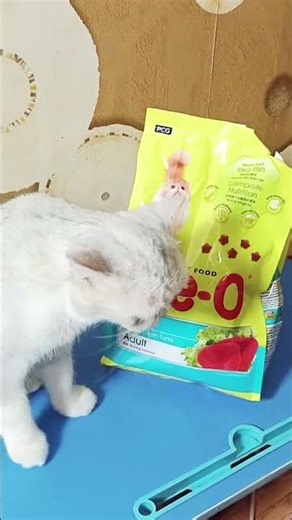 sudah besar masih manja #kucinglucu #kucing #kucinggemoy