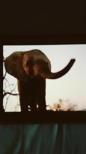 African Elephant Calf Sound Effects