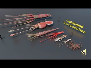 Cephalopods Size Comparison | 3D Animation #animation #animals
