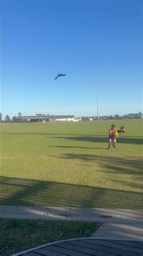 Australian Magpie Swoops and Chases Boy Playing Football in Park