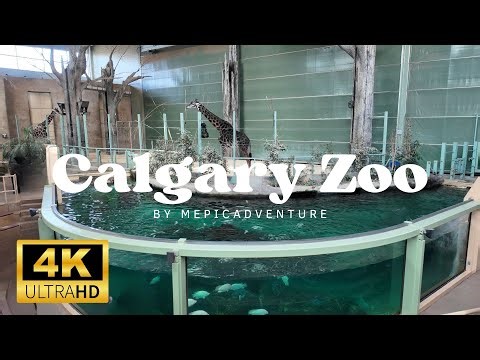 [ 4K ] Calgary Zoo Walking Tour | Explore Canada’s Amazing Wildlife Park