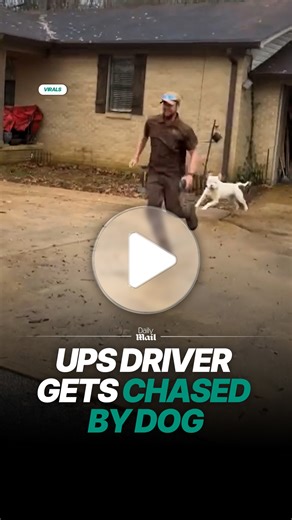 UPS driver chased by small dog during delivery