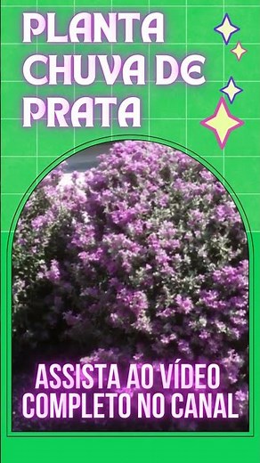 VOCÊ CONHECE A PLANTA CHUVA DE PRATA (LEUCÓFILA)?