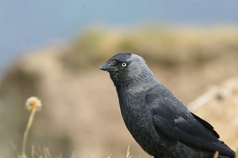 Jackdaw | The Wildlife Trusts
