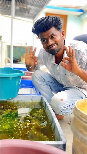 😲 ரொம்ப Rare Guppies | visit exotic guppies farm tamil | balasvoyage
