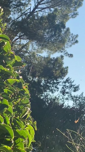 All webs before were abandoned, here are some cute/ cool webs with spiders still using them who were unbothered. #spiderweb #fyp #spider