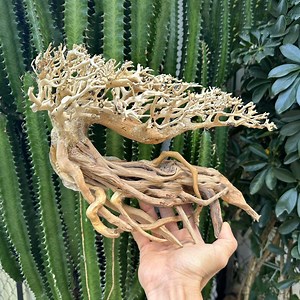 Bonsai Driftwood Aquarium Plants Aquascape Wood Hardscape Decor Fish Tank Decorations - Etsy