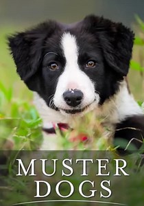 Muster Dogs - watch tv show stream online