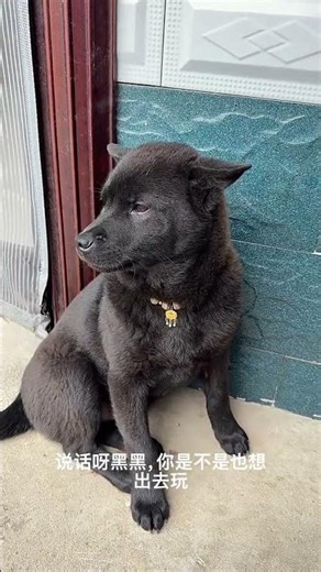 Xiaoheihei's Enigma: Decoding 'Heihei' in China's Viral Trend