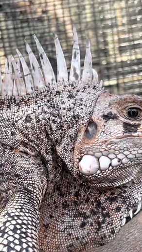 1.8K views · 53 reactions | Do you love the color of this iguana? I just love spending time with our iguanas! | Florida Iguana and Tortoise Breeders | Facebook