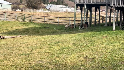 #rescuedog #rescueismyfavoritebreed #adoptdontshop