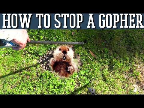 How to get rid of Gophers