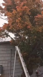 SPIDER INFESTED Tree Gets CHOPPED DOWN!-000 | Mini Lawncare