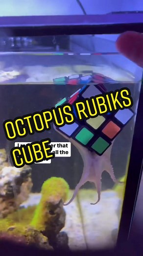 Intelligent Octopus Solves Puzzle with Ease