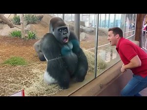 The Funniest Animals Caught on Camera! 😂 NEW Funny Animal Videos 2026!
