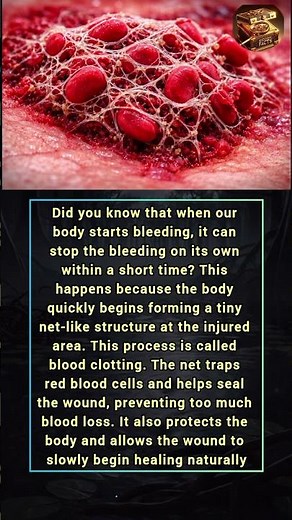 How Your Body Stops Bleeding Naturally | Blood Clotting Explained#HumanBody#ScienceFacts
