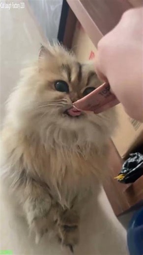 Cute Kittens 🐱 Will Cheer you Up 🙀 # Part 1816