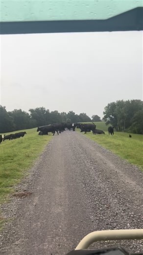 It was a short lived protest on the levee 🐄 #cattle #ranch #cows #farmer #ranchers | Beulah Land Cattle