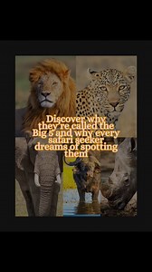 👁️ Meet the Big 5 of the African Savanna 🦁🐘🐆🐃🦏 The Big 5—lion, elephant, rhino, leopard, and buffalo—are the iconic animals that make every African safari extraordinary. From the stealth of the leopard to the roar of the lion, spotting these majestic creatures in their natural habitat is the ultimate wildlife experience. 🦓 Curious why they’re called the Big 5? It’s not just about their size—it’s about the challenge of tracking them in the wild. And now, you can customize your very own Big