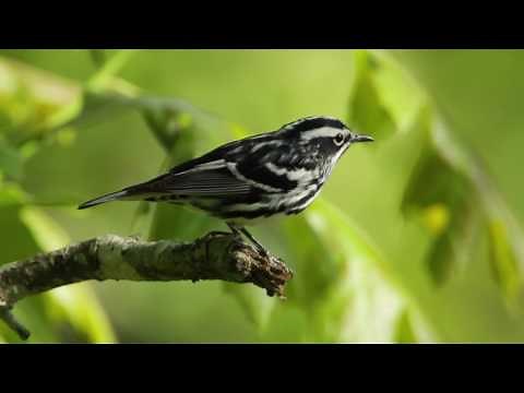 Black-and-White Warbler