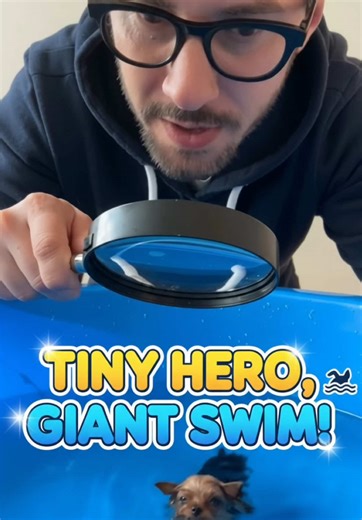 The world's biggest swimmer in the smallest Olympic pool in history. #Swimming #Humor