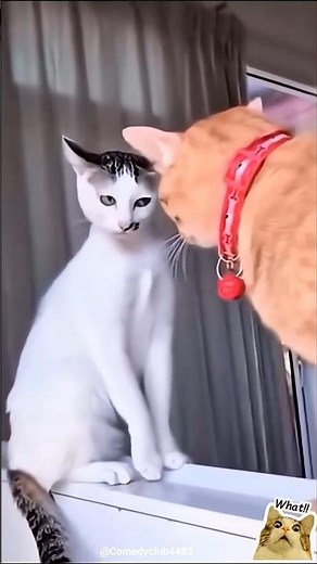 Cats Fight Shorts. #cat #catfighter #funnycats #funnycatmoments #funnycatshorts #cutecats