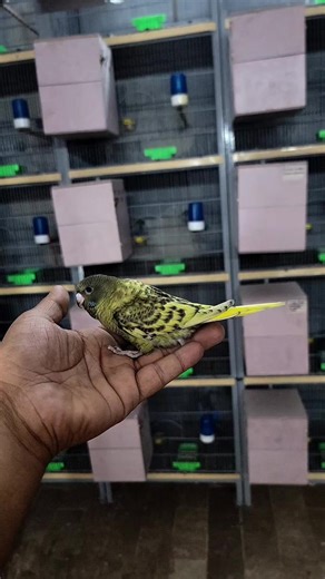 Exploring the Beauty of Melanistic Spangle Fish