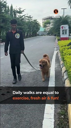 Home Dog Walking Service !