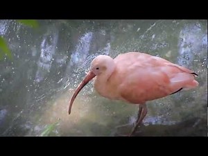 SCARLET IBIS
