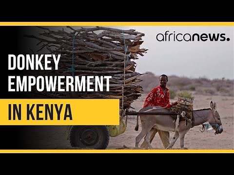 This is how Donkeys empower rural women in Kenya | Africanews