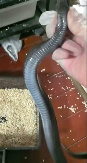 Discover the World of Pet Snakes