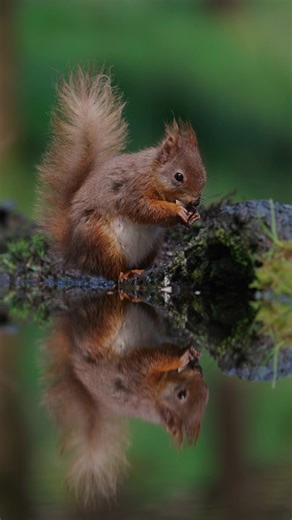 Magic of Red Squirrels in Scottish Forests