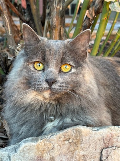 Lost and Found Dogs of Utah 🐾 | Please help me find my cat | Facebook