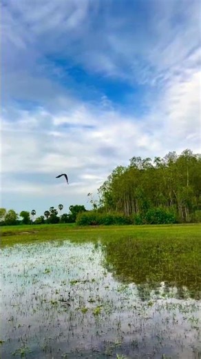 The Bird In Water Eagle Flying Comes And Catch the Bird 🦅🦅🦅