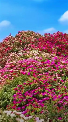 Guizhou | A thousand peaks dyed in azaleas' spring hues