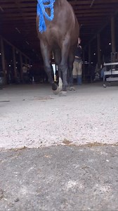 Deformed Legs and what can be done | Idaho Horseshoeing School