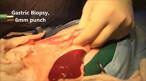 Biopsia intestinal mediante el uso de punch. | Medicina Veterinaria Practica