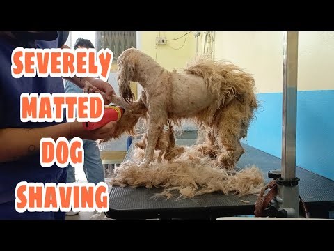 SEVERELY Matted Dog Shaving