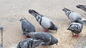 Pigeons Eating Food